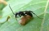 Auplopus sp.